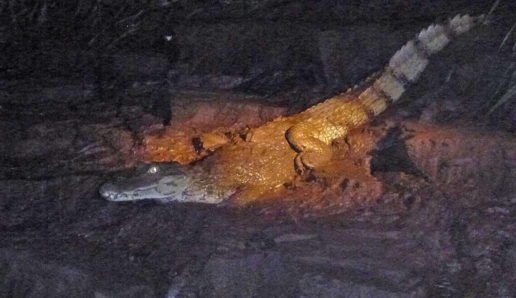 Night caiman search, Tambopata 191