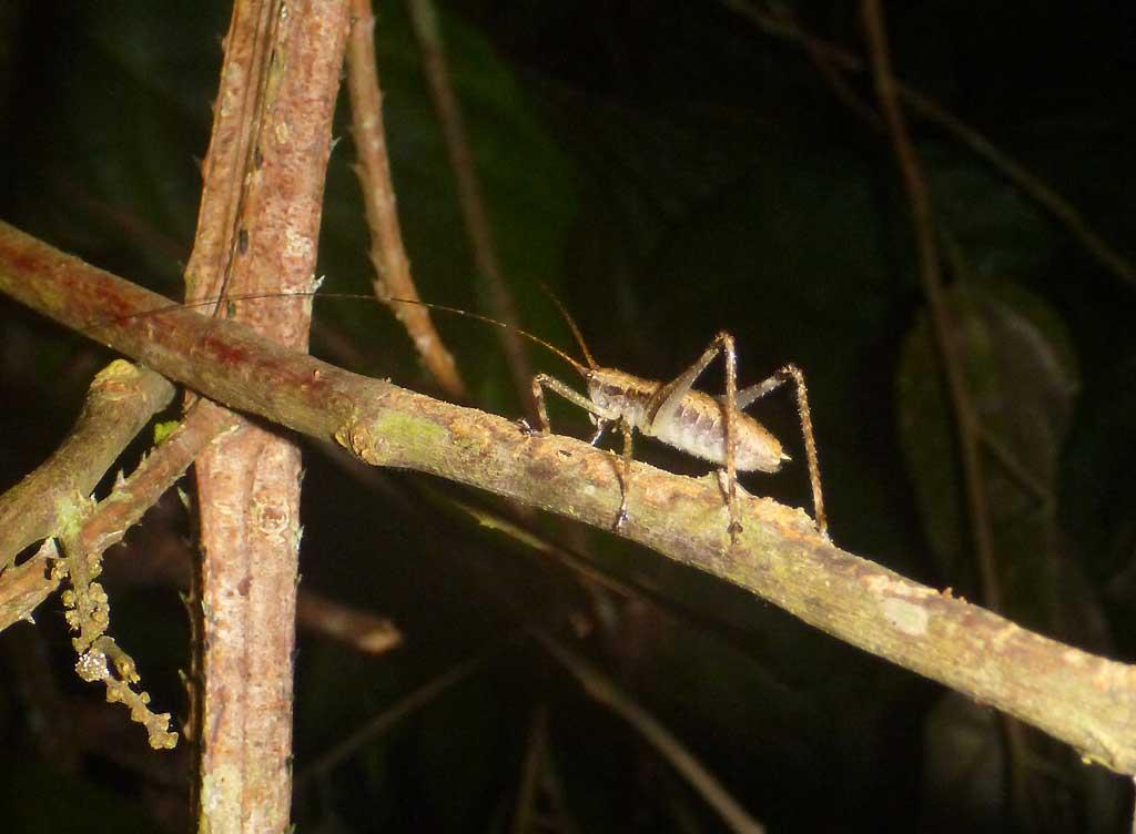 Night walk, cricket Tampobata Eco Lodge 175