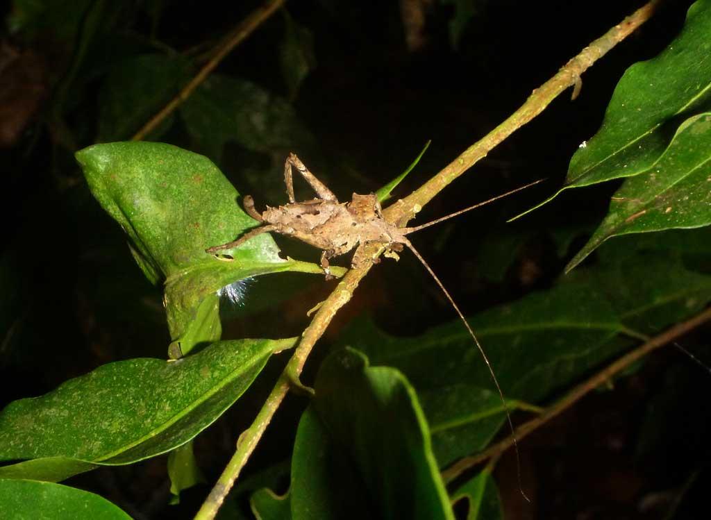 Night walk, insect, Tampobata Eco Lodge 177