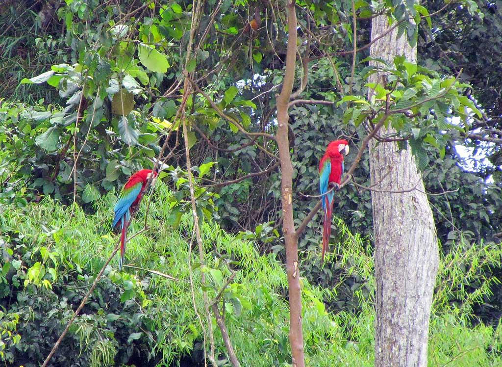 Red-and-Green Macaws, Chunchos clay lick 134