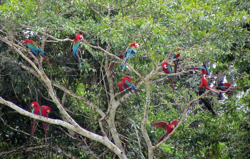 Red-and-Green Macaws, Chunchos clay lick 136