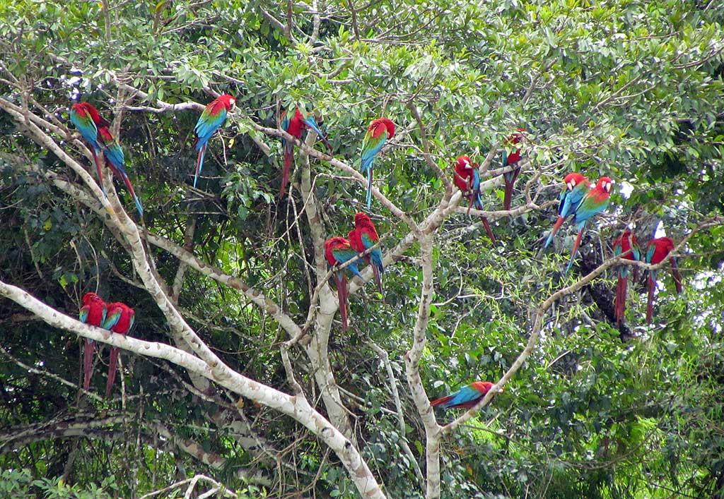 Red-and-Green Macaws, Chunchos clay lick 145
