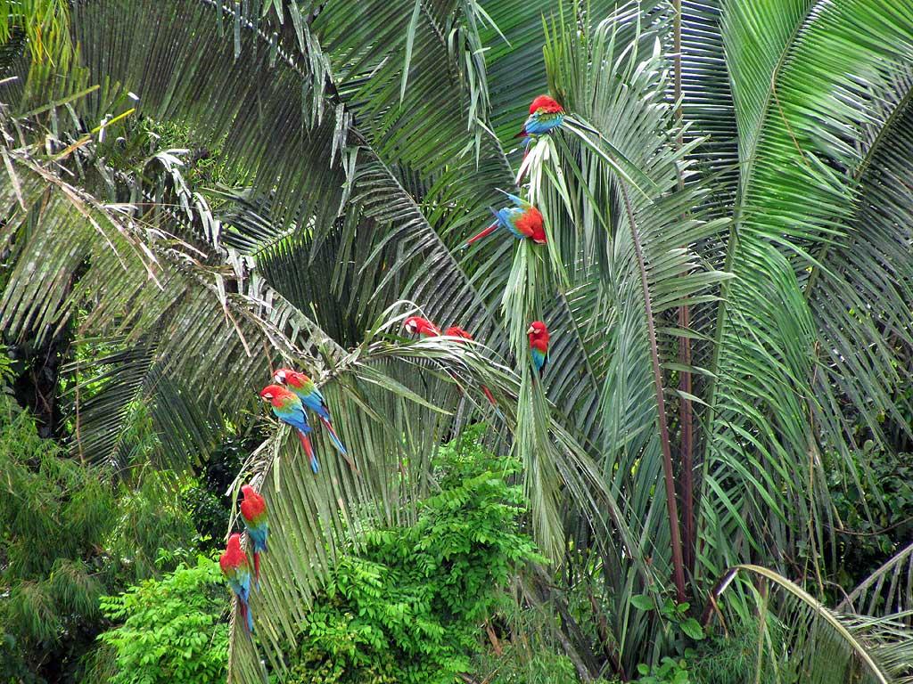 Red-and-Green Macaws, Chunchos clay lick 152