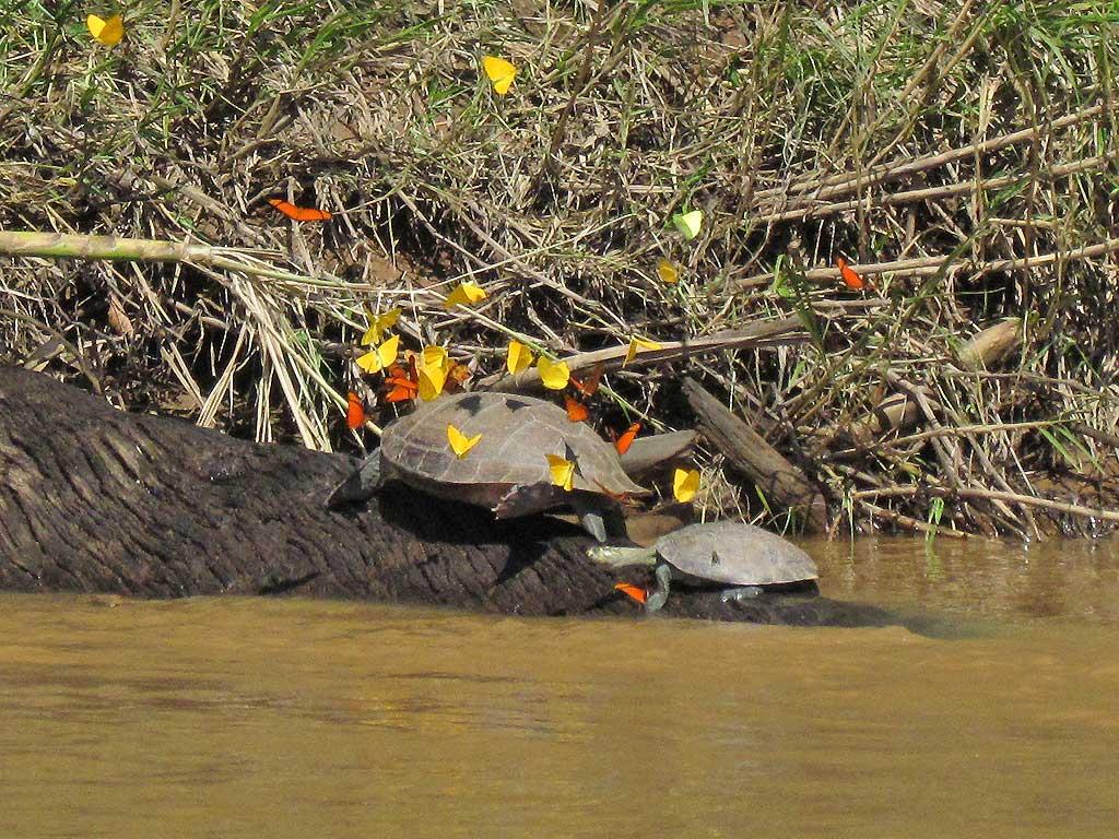River Turtle with butterflies, Tambopata River 100