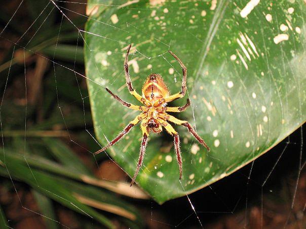 Spider, Tambopata Eco Lodge 29
