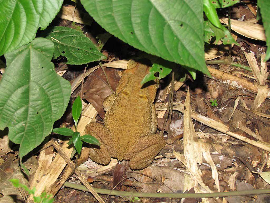 Toad at Tambopata River camp site 132