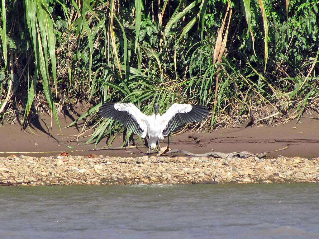 Wood stork, Tambopata River 126