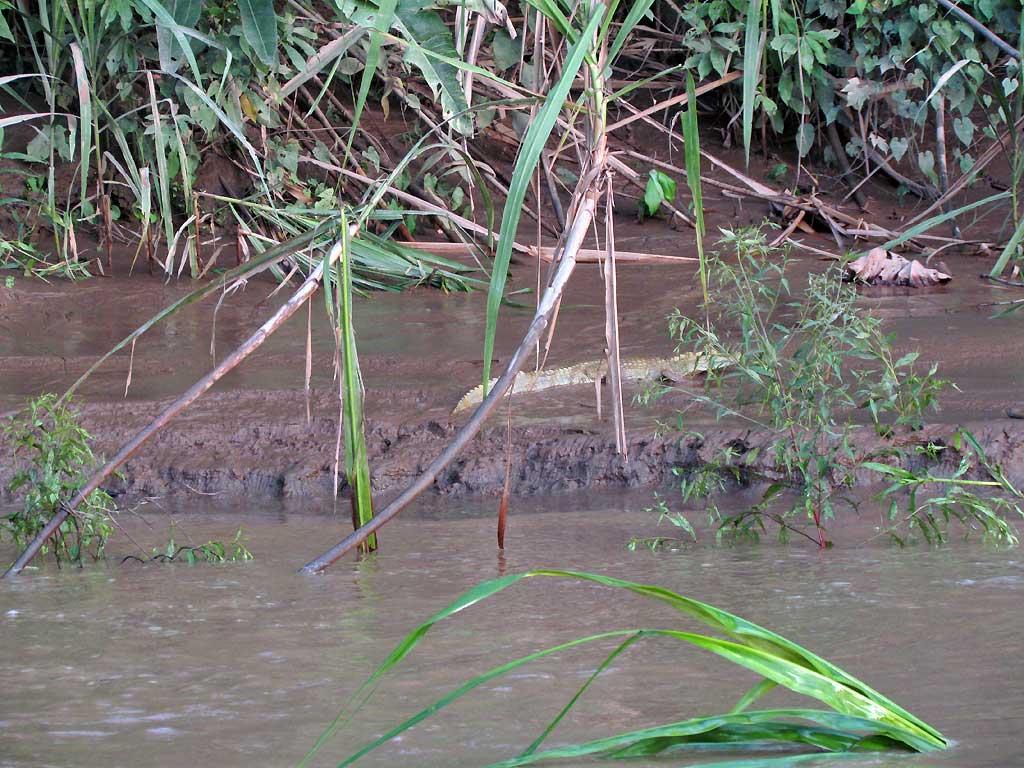 Young caiman, Tambopata River 106