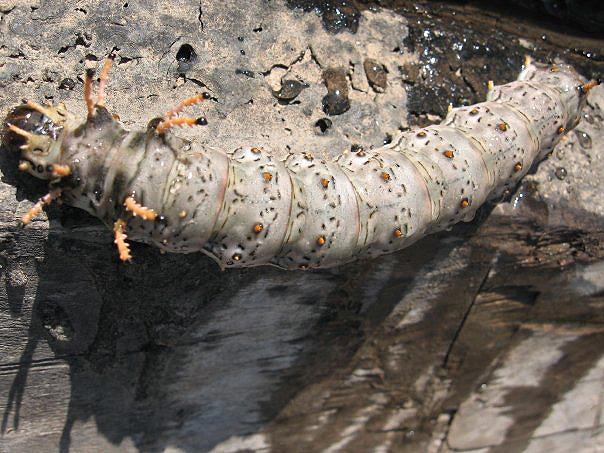 caterpillar Tambopata River 33
