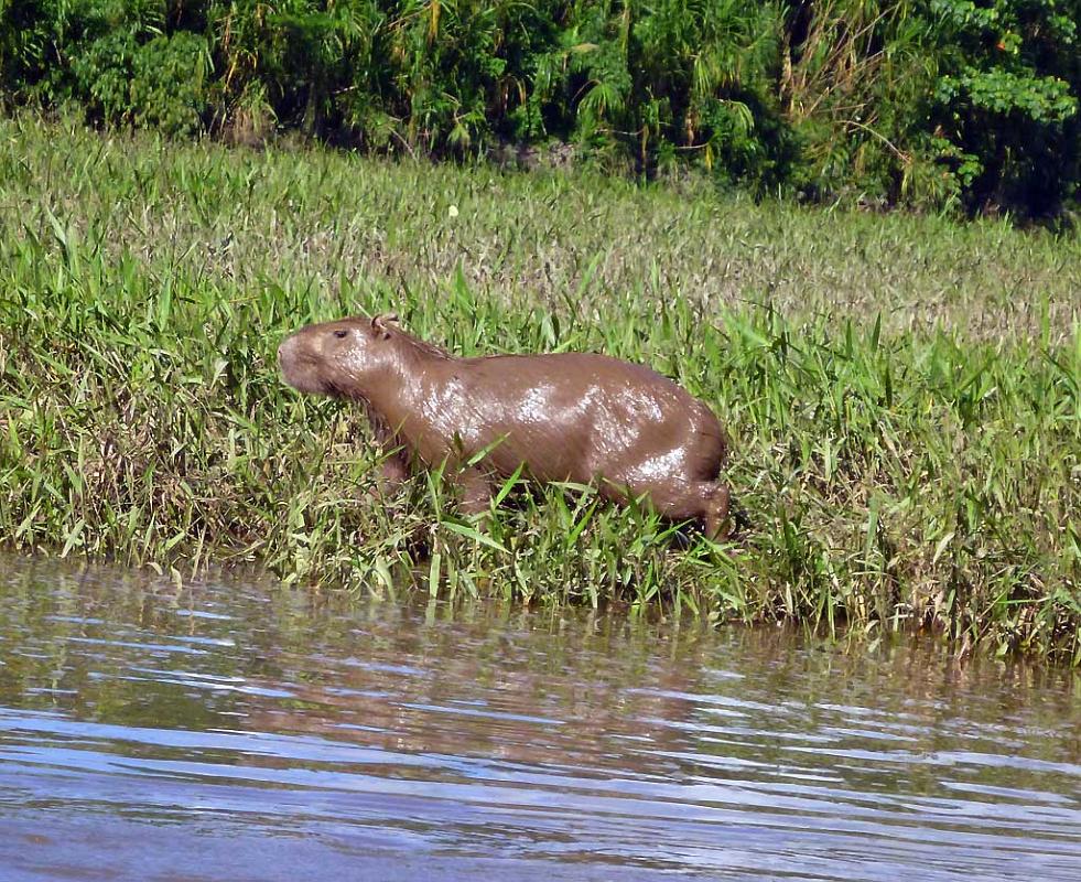 muddy capybara, Tambopata River 183