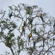 Blue-and-Yellow Macaws, Chunchos clay lick 140.jpg