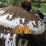 Butterfly, Tambopata Eco Lodge 31.jpg