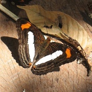 Butterfly, Tambopata Eco Lodge 35.jpg