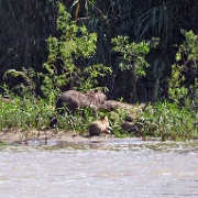 Capybara family, Tambopata River 119.jpg