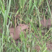 Capybara, Tambopata River 105.jpg