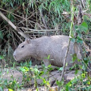 Capybara, Tambopata River 111.jpg