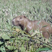 Capybara, Tambopata River 118.jpg