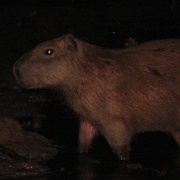 Capybara, Tambopata River 40.jpg