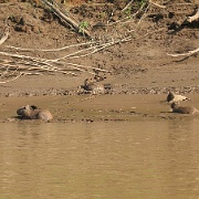 Capybaras, Tambopata River 25.jpg