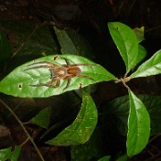 Jumping spider, Night walk, Tampobata Eco Lodge 178.jpg