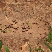 Leaf Cutter Ants, Tambopata Eco Lodge 28.jpg