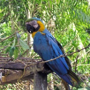 Macaw mascot at the Tambopata Eco Lodge 167.jpg