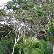 Macaws, Chunchos clay lick 141.jpg