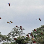 Macaws, Chunchos clay lick 142.jpg