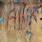 Macaws, Chunchos clay lick 148.jpg