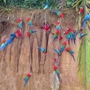Macaws, Chunchos clay lick 157.jpg