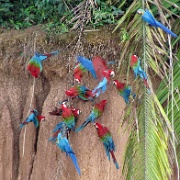 Macaws, Chunchos clay lick 160.jpg