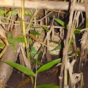 Night caiman search, Tambopata 189.jpg