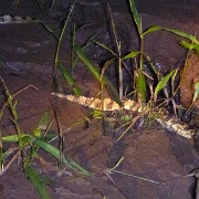 Night caiman search, Tambopata 190.jpg