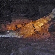 Night caiman search, Tambopata 191.jpg