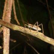Night walk, cricket Tampobata Eco Lodge 175.jpg