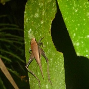 Night walk, insect, Tampobata Eco Lodge 173.jpg