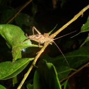 Night walk, insect, Tampobata Eco Lodge 177.jpg