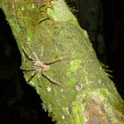 Night walk, spider Tampobata Eco Lodge 176.jpg