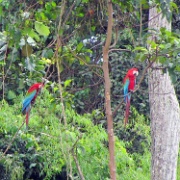Red-and-Green Macaws, Chunchos clay lick 134.jpg