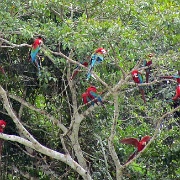 Red-and-Green Macaws, Chunchos clay lick 136.jpg