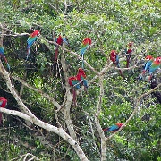 Red-and-Green Macaws, Chunchos clay lick 145.jpg