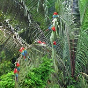 Red-and-Green Macaws, Chunchos clay lick 152.jpg