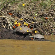 River Turtle with butterflies, Tambopata River 100.jpg