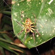 Spider, Tambopata Eco Lodge 29.jpg