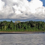 Tambopata River near Puerto Maldonado 129.jpg