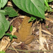 Toad at Tambopata River camp site 132.jpg