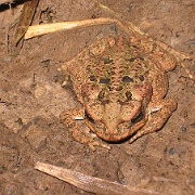 Toad, Tambopata Eco Lodge 30.jpg