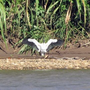 Wood stork, Tambopata River 126.jpg