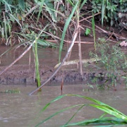 Young caiman, Tambopata River 106.jpg