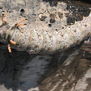 caterpillar Tambopata River 33.jpg